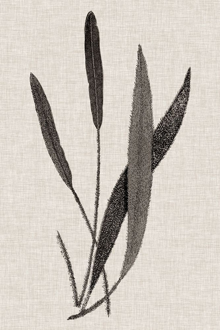 Custom Fern Family VI