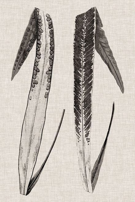 Custom Fern Family IV