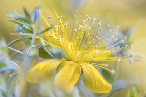 Hypericum Poster Print - Mandy Disher