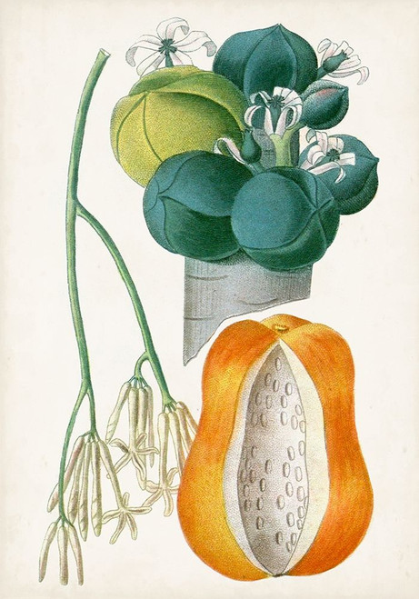 Turpin Tropical Fruit XII Poster Print - Turpin