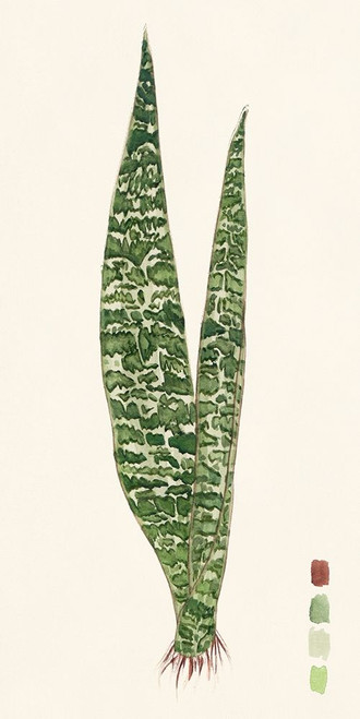 Snake Plants IV Poster Print - Melissa Wang