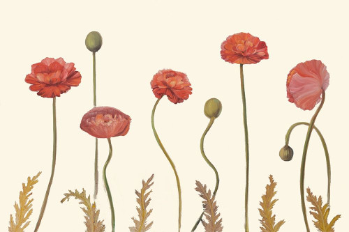Coral Poppy Display I Poster Print - Sandra Iafrate