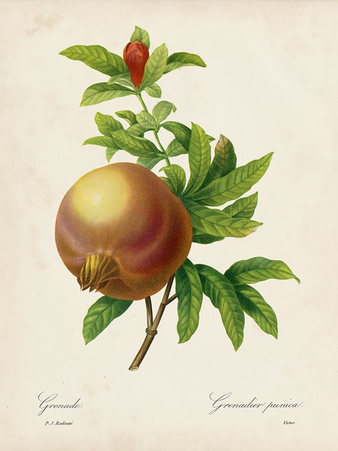 Redoutes Fruit III Poster Print - Pierre Redoute