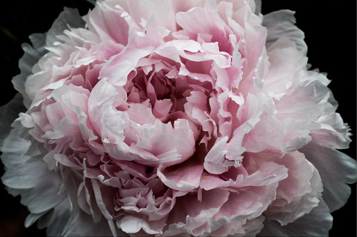 Pink Peony Passion I Poster Print - Irena Orlov