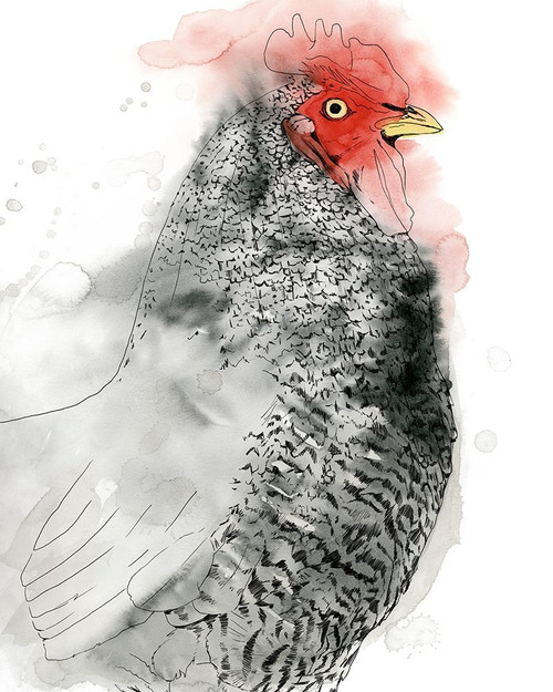 Plymouth Rooster II Poster Print - Grace Popp