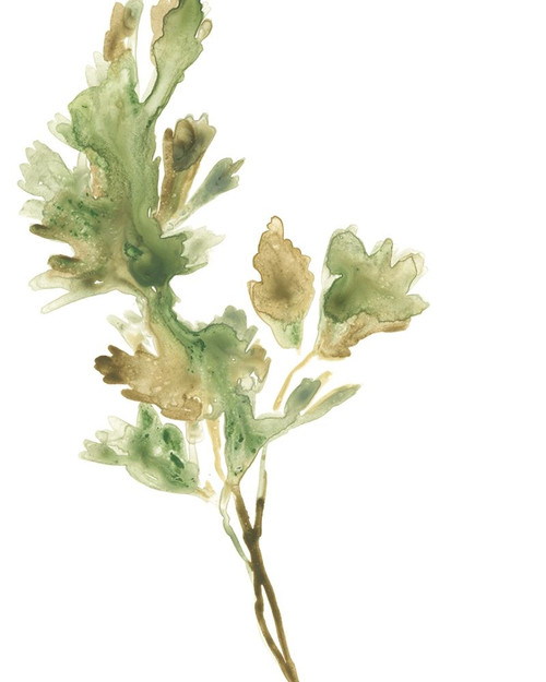 Earthtone Herbs I Poster Print - June Erica Vess