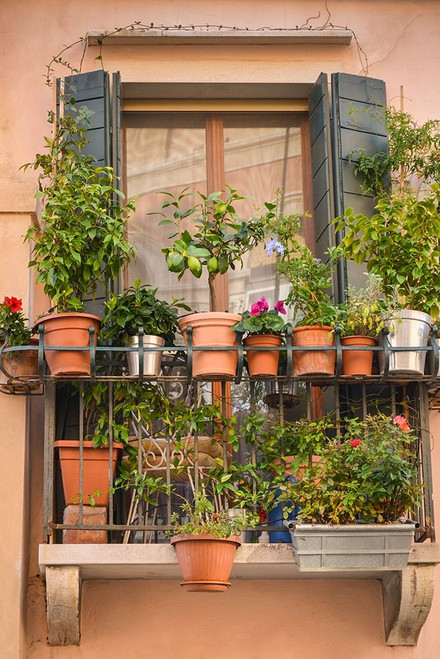 Italian Window Flowers III Poster Print - Laura DeNardo
