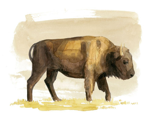 Bison Watercolor Sketch I Poster Print - Grace Popp