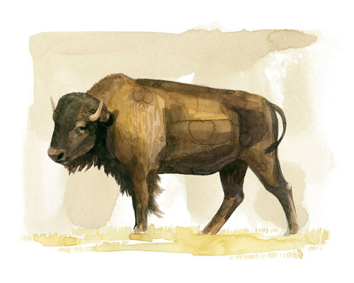 Bison Watercolor Sketch II Poster Print - Grace Popp