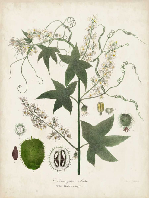 Flowering Flora II Poster Print - John Torrey