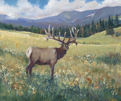 Rocky Mountain Elk I Poster Print - Tim OToole