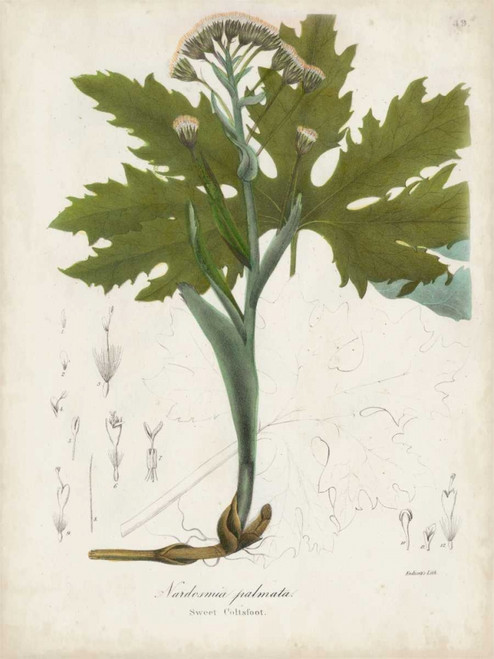 Flowering Flora III Poster Print - John Torrey