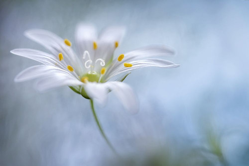 Greater Stitchwort Poster Print - Mandy Disher