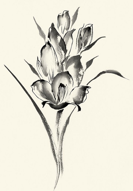 Ink Wash Floral II - Gladiolus Poster Print - Nan Rae