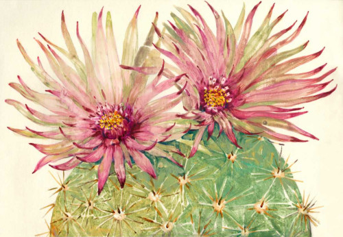 Cactus Blossoms I Poster Print - Tim OToole