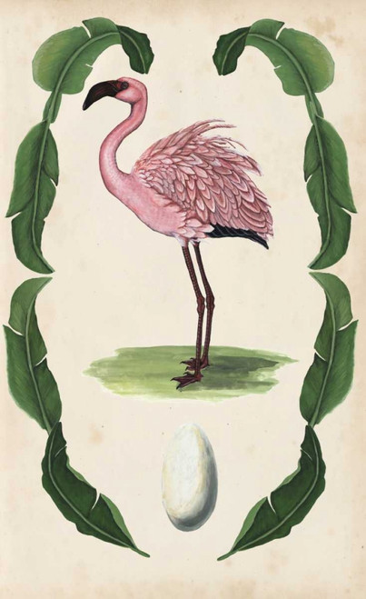 Antiquarian Menagerie - Flamingo II Poster Print - Naomi McCavitt