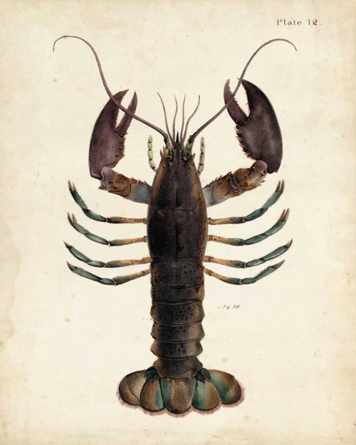 Vintage Lobster Poster Print - Dekay