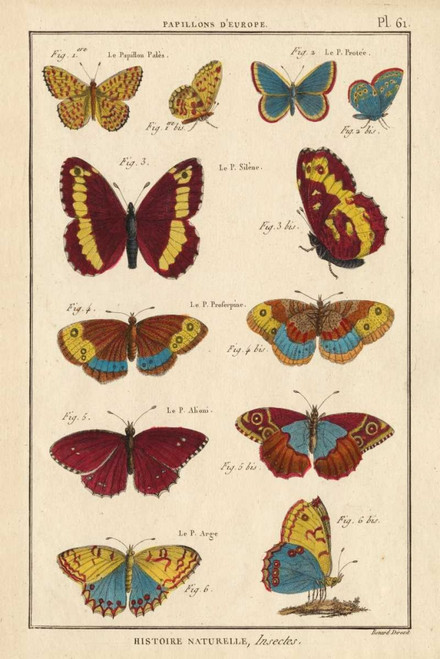 Histoire Naturelle Butterflies IV Poster Print - Unknown