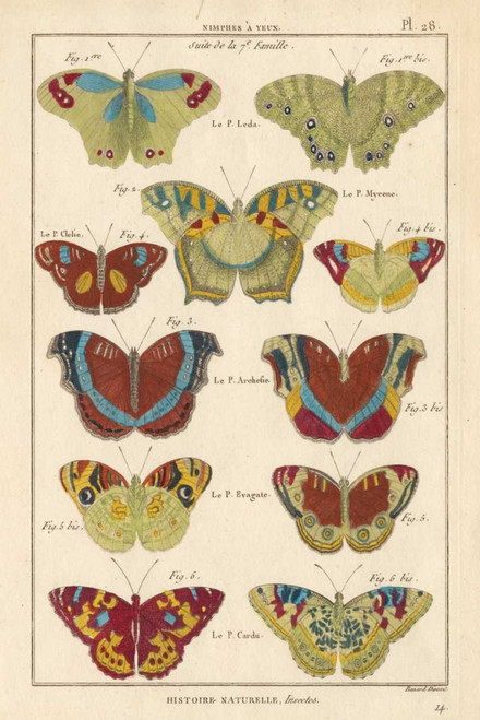 Histoire Naturelle Butterflies V Poster Print - Unknown