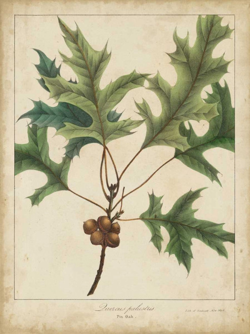 Oak Leaves and Acorns IV Poster Print - John Torrey
