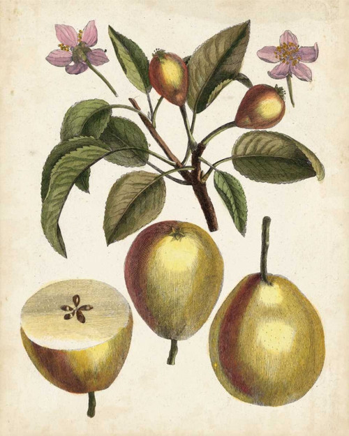 Antique Pear Study III Poster Print - Unknown