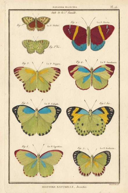 Histoire Naturelle Butterflies II Poster Print - Unknown