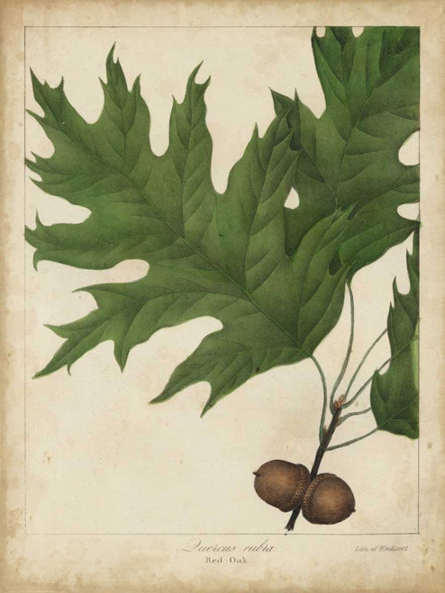 Oak Leaves and Acorns II Poster Print - John Torrey