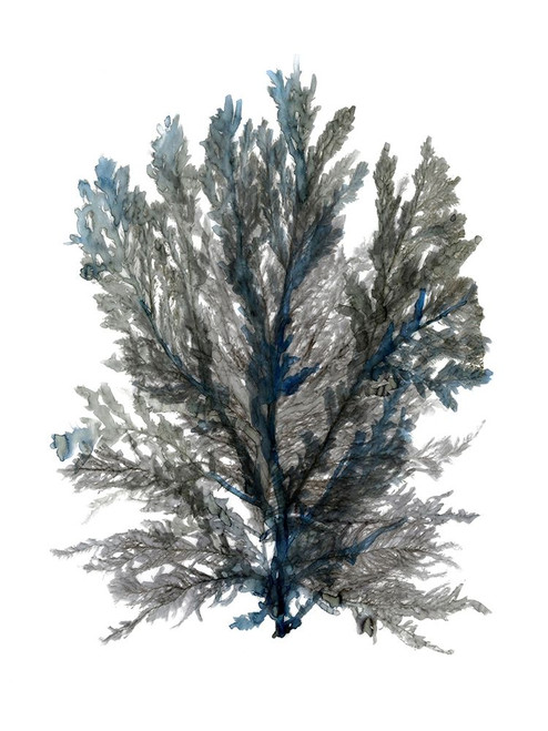 Ocean Bloom III Poster Print - Design Studio Stellar