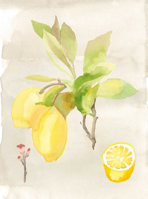 Watercolor Fruit II Poster Print - Naomi McCavitt