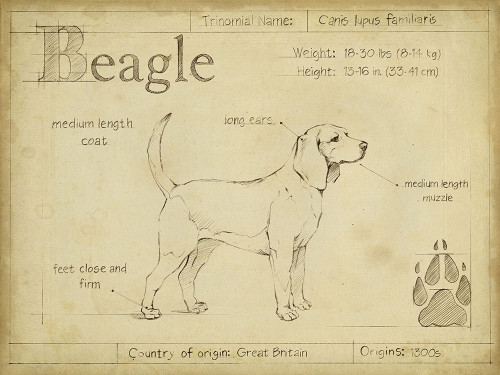 Antique Beagle