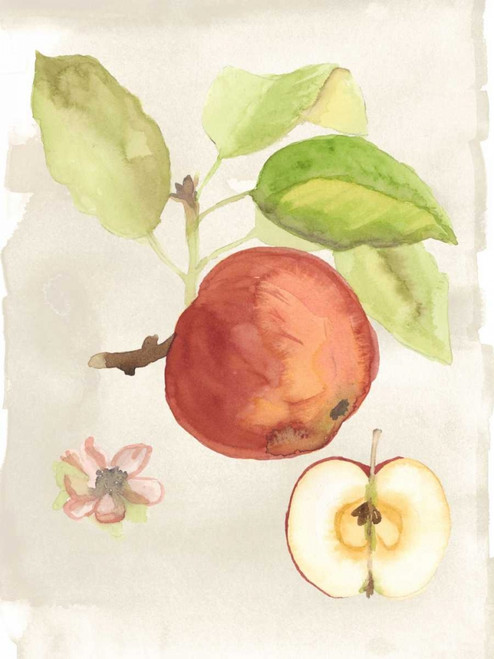 Watercolor Fruit IV Poster Print - Naomi McCavitt