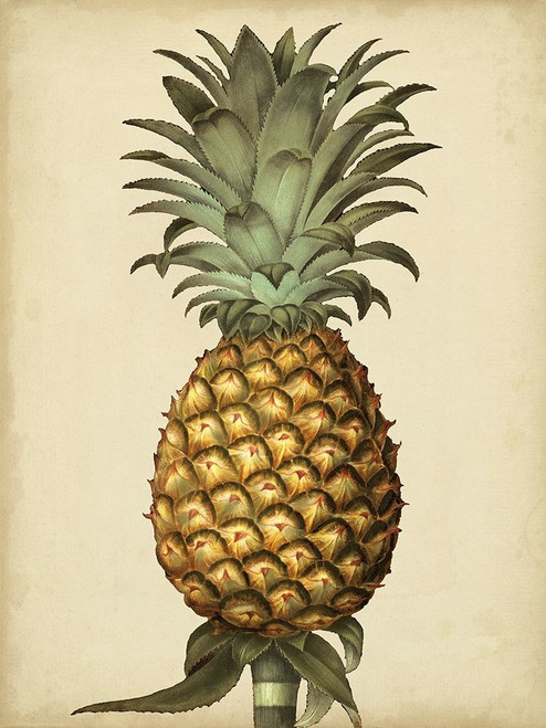Brookshaw Antique Pineapple I Poster Print - George Brookshaw