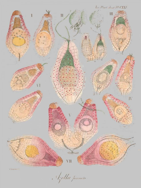 Sea Elements II Poster Print - Jennifer Goldberger