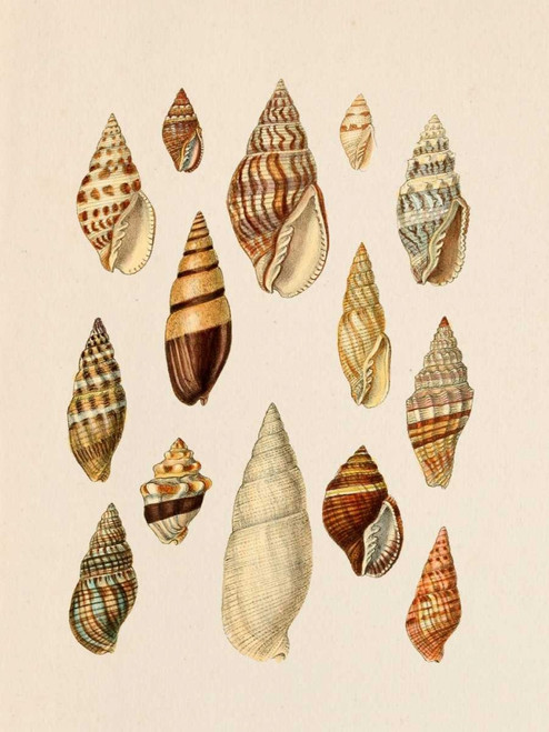 Cone Shell Display II Poster Print - Jennifer Goldberger