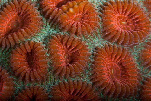 Orange Dream - S. Raja Ampat, Indonesia Poster Print - Beverly Factor