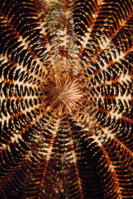 Swirl - Solomon Islands Poster Print - Beverly Factor