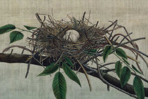 Nesting III Poster Print - John Butler