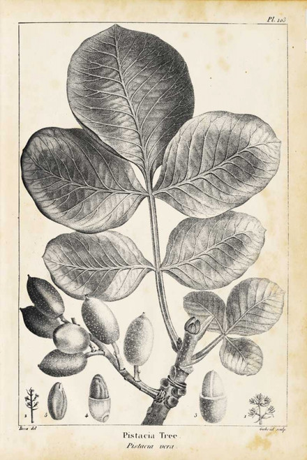 Vintage Pistachio Tree Poster Print - Thomas Nuttall
