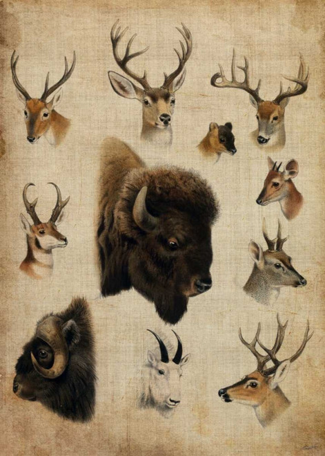 American Trophy III Poster Print - John Butler - Posterazzi