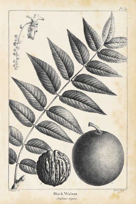 Vintage Black Walnut Tree Poster Print - Thomas Nuttall