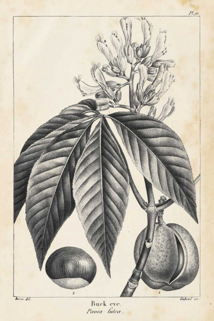 Vintage Buckeye Tree Poster Print - Thomas Nuttall