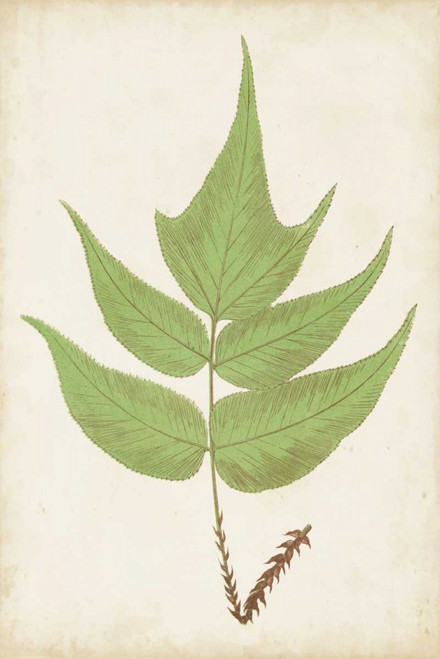 Fern Family VII Poster Print - Lowe