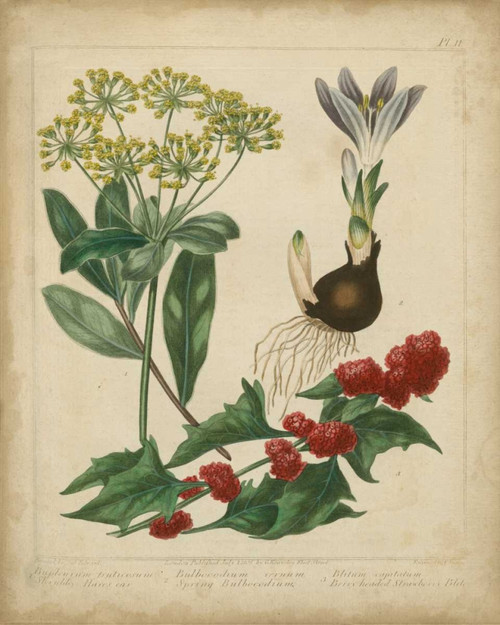 Scarlet Beauty IV Poster Print - Sydenham Edwards