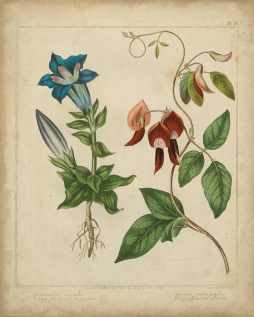 Scarlet Beauty III Poster Print - Sydenham Edwards