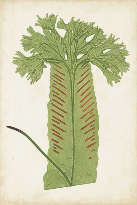Fern Family V Poster Print - Lowe