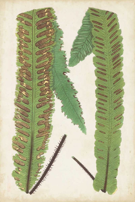Fern Family III Poster Print - Lowe