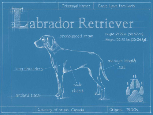 Blueprint Labrador Retriever Poster Print - Ethan Harper