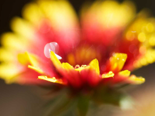 Gaillardia I Poster Print - Jonathan Nourock