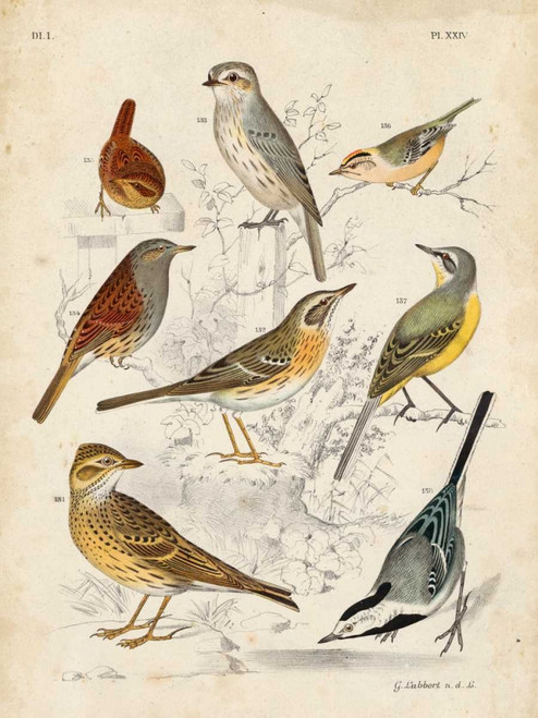 Gathering of Birds I Poster Print - G. Lubbert