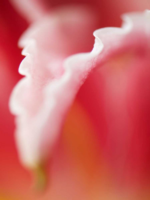 Macro Tulip I Poster Print - Jonathan Nourock